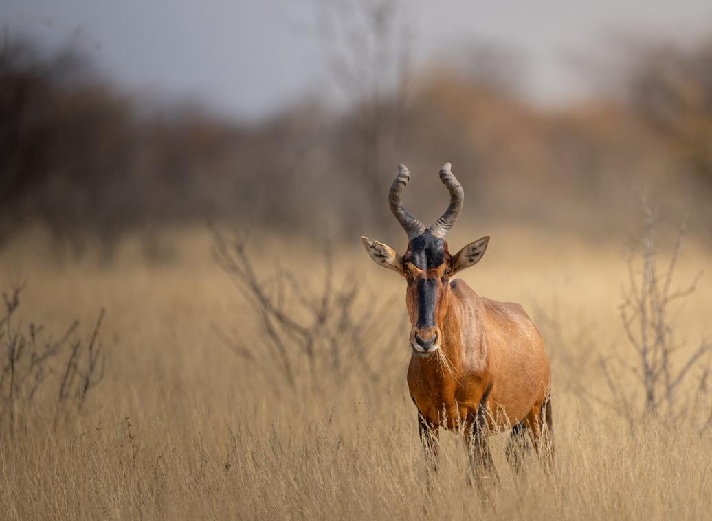 Namibië