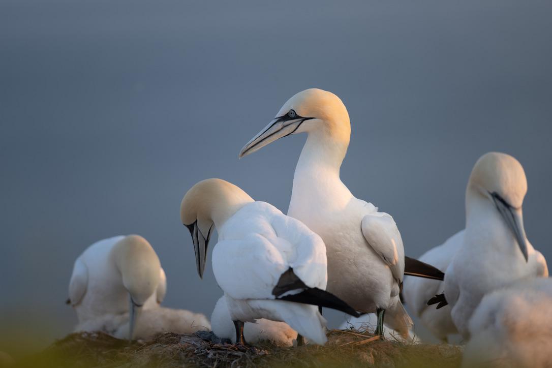 Jan-van-genten op Helgoland