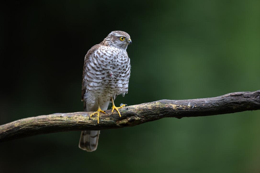 Roofvogel op een tak